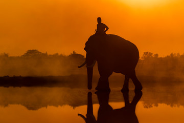 Fototapeta na wymiar Thailand The silhouette elephant and mahout standing outdoor in the field on sunset time.