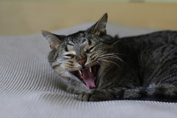 Cat yawning