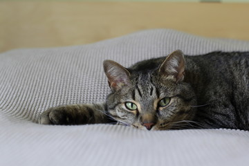 cat lying on bed