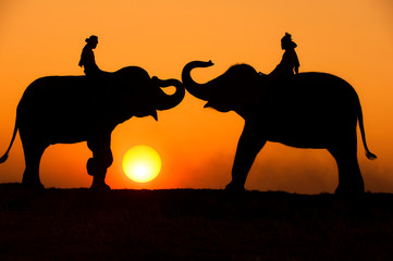 Fototapeta na wymiar Silhouette elephant on the background of sunset,elephant thai in surin thailand.