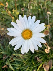 Obraz premium Beautiful Daisy Closeup 