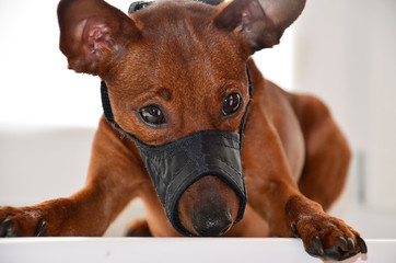 A sad dog with a muzzle is lying on a white background. The pet was muzzled. Close-up view. Portrait.