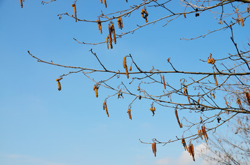 Background. Spring view of nature. Many tree branches against the blue sky. Near. Spring period. Warming, the onset of spring. Close up.