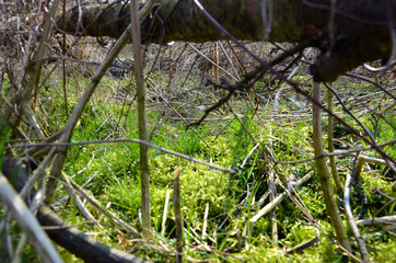 Green moss and green grass. Dried grass and a tree branch. Near. The onset of spring in the forest. Spring view.