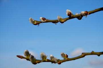 Beautiful, spring view of nature. Two tree branches against the blue sky. Near. Spring period. Warming, the onset of spring.