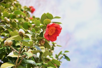 The camellia japonica was used not only for ornamental purposes, but also for edible oils and hair dressings by squeezing seeds.