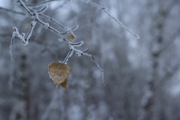 frost on leaf