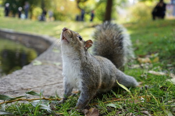 squirrel in park
