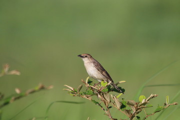 Bristle's Grassbird