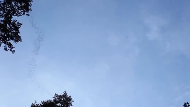 Swarming of the bats in Mulu National Park, Borneo, Malaysia