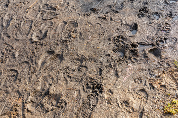 spring mud with traces of children's feet