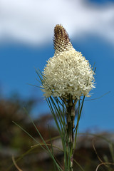 Beargrass blooms in Cascade Mountains in summer. Pacific Norhtwest. Oregon State. United States of America