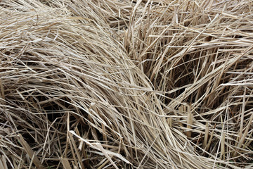 Hay texture. Long dried grass