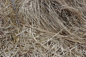 A lot of dried long grass. Yellow grass background