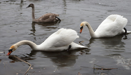 A lot of dried long grass. Yellow grass background