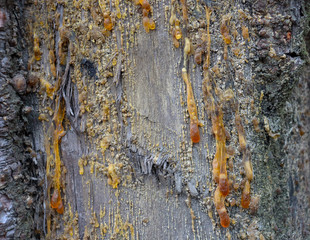 Resin wood. Drops of resin on a tree bark