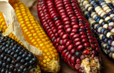 mazorca maiz elote choclo