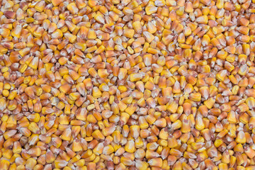 Corn kernels closeup for background