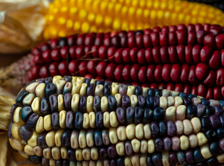 elotes maiz choclo mazorca 