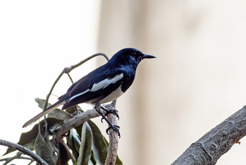 Close up Oriental Magpie Robin Perched on Branch Isolated on Background