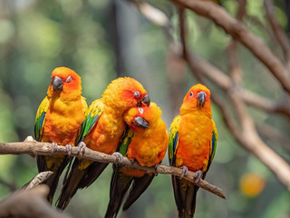 Close up Group of Sun Conure Parrot Perched on Branch Isolated on Background