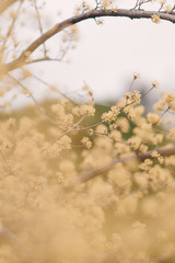 spring is coming, Japanese cornlian cherry