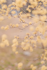 spring is coming, yellow flower