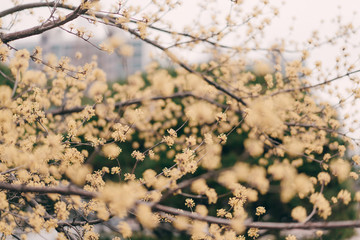 Beautiful Sansuyu flowers