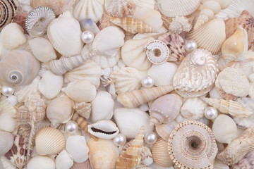 Fototapeta na wymiar Seashell collection, seashells with pearls piled together