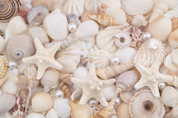 Starfishes, pearls, and amazing seashells close up