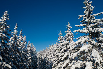 Winter Pine Forest with Snow covered branches Christmas Trees on Sunny day. Blue Sky. Covered fir trees on a winter day. Winter background. Snowy Christmas forest.