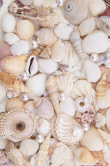 Seashell collection, seashells with pearls piled together