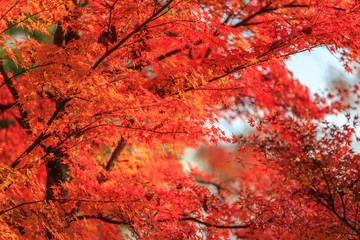 Red and Colorful Japanese Maple Leaves Background in Kyoto