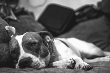 Pitbull con mucho sueño