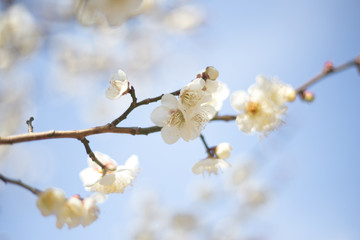 白梅　青空