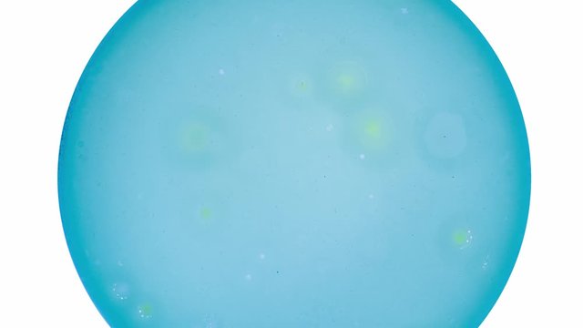 Growing microorganisms in petri dish time lapse