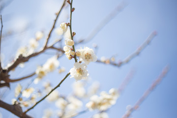 白梅　青空