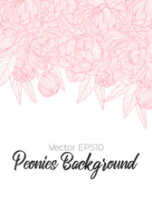 Vector vertical background with pink line art hand drawn peonies flowers and leaves on white background with place for text. Romantic design for natural cosmetics, perfume, women products. 