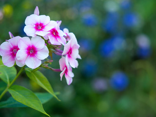 Obraz premium Pink phlox flowers blooming in the garden.