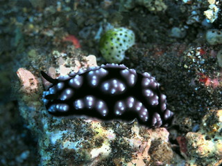 The amazing and mysterious underwater world of Indonesia, North Sulawesi, Manado, sea slug