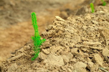 The green seedling of the tree grows on dry soil. Little seedling spruce. Reforestation on the planet.