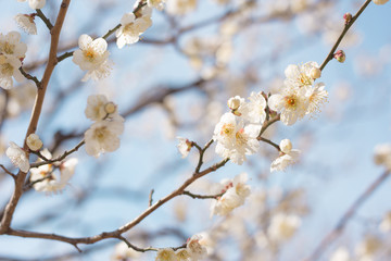 白梅　青空