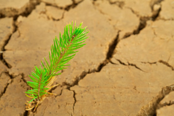 The green seedling of the tree grows on dry soil. Little seedling spruce. Reforestation on the planet.
