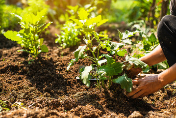 Man hand planting young tree on black soil together as save world concept, Hand protecting a green young plant with growing in the soil on nature background.