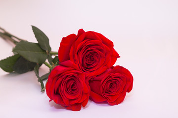 Three red roses on white background with copy space. Greeting concept.