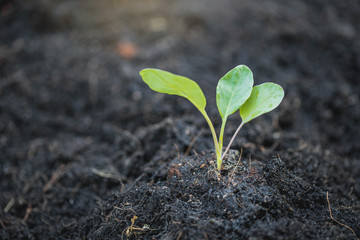 Young plant in the morning light on nature background. Young plant and fresh sapling in the soil with morning light, Greenery of young plant and seedling are growing.