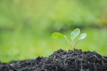 Young plant in the morning light on nature background. Young plant and fresh sapling in the soil with morning light, Greenery of young plant and seedling are growing.