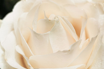 close up macro of white rose. background for freshness and natural.