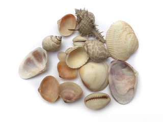 Different kinds of white and brown sea nail shells isolated on white background