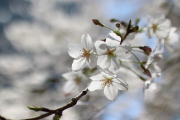 sakura in spring